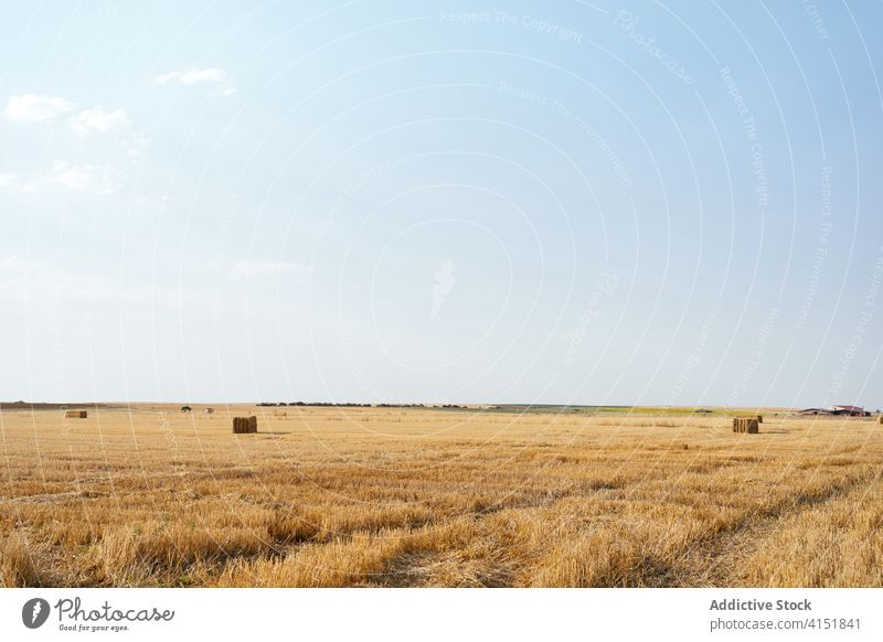 Goldenes Feld mit Hutstapeln im Sonnenlicht Landschaft Heu Stapel rollen golden ländlich Natur Ackerbau Bauernhof Ernte Ackerland Sommer Blauer Himmel Saison