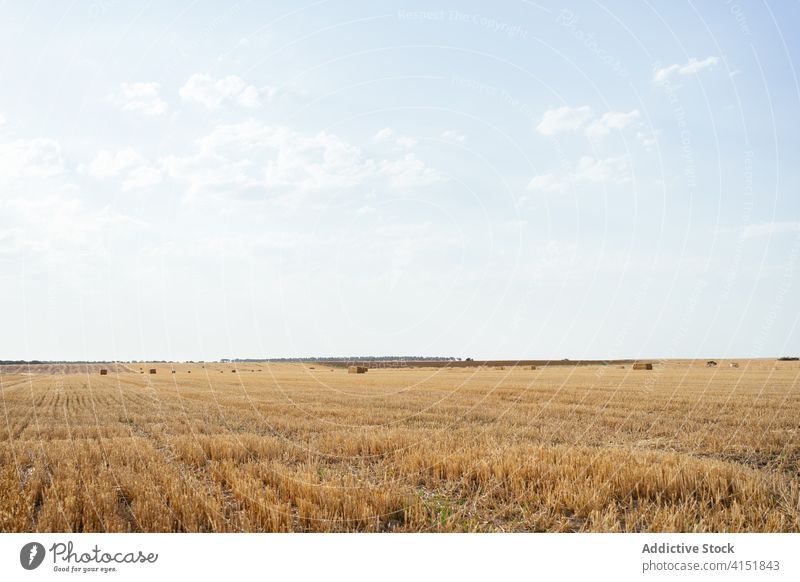 Goldenes Feld mit Hutstapeln im Sonnenlicht Landschaft Heu Stapel rollen golden ländlich Natur Ackerbau Bauernhof Ernte Ackerland Sommer Blauer Himmel Saison