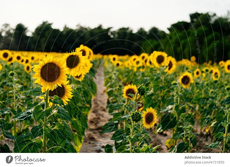 Blühende Sonnenblumen im Sommerfeld Feld Blütezeit gelb Landschaft Natur Ackerbau Umwelt Blume malerisch riesig ländlich Saison Pflanze Bauernhof Flora hell