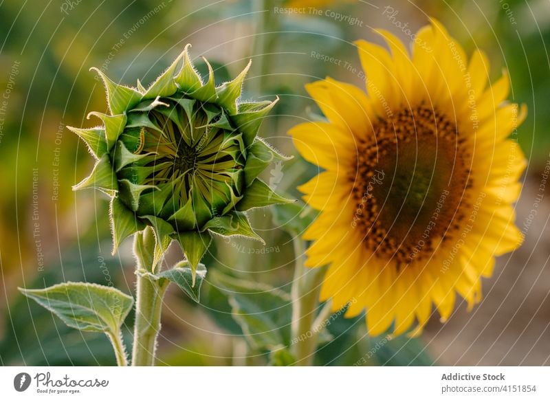 Blühende Sonnenblumen im Sommerfeld Feld Blütezeit gelb Landschaft Natur Ackerbau Umwelt Blütenknospen Blume malerisch riesig ländlich Saison Pflanze Bauernhof