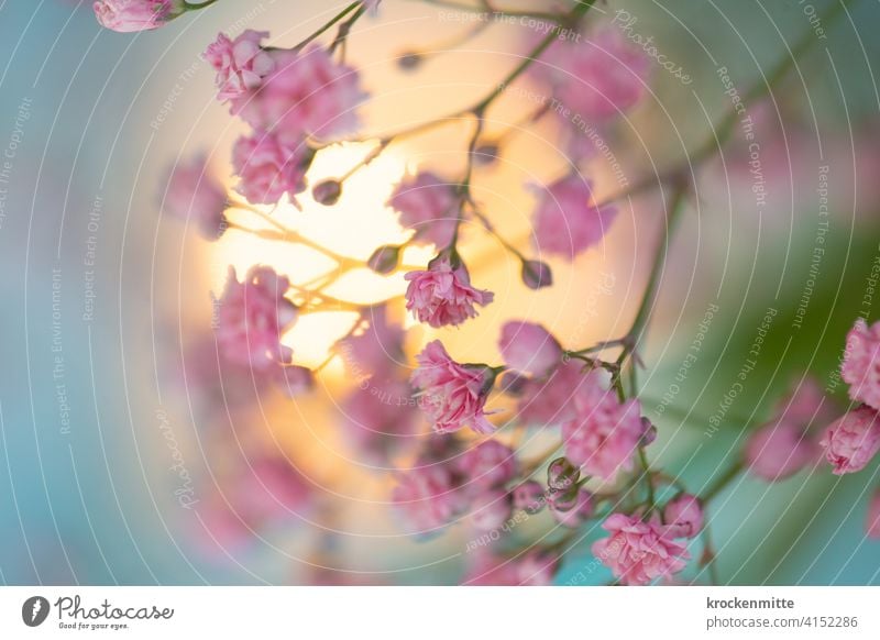 Schleierkraut mit rosafarbenen Blüten im Sonnenlicht Blume Blumenstrauß Dekoration & Verzierung Farbfoto Pflanze Muttertag Natur Valentinstag rosarot Rosa Farbe