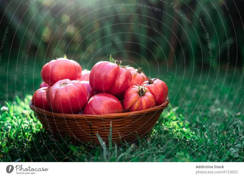 Korb mit frischen reifen Tomaten Ernte rot Gemüse natürlich organisch Lebensmittel Öko Garten Markt Lebensmittelgeschäft Weide Pflanze Gras kultivieren Saison