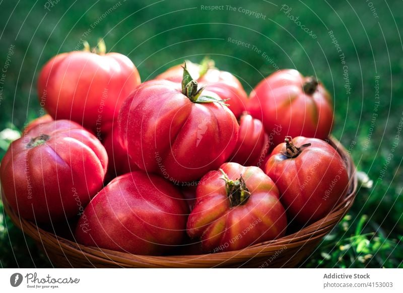 Korb mit frischen reifen Tomaten Ernte rot Gemüse natürlich organisch Lebensmittel Öko Garten Markt Lebensmittelgeschäft Weide Pflanze Gras kultivieren Saison