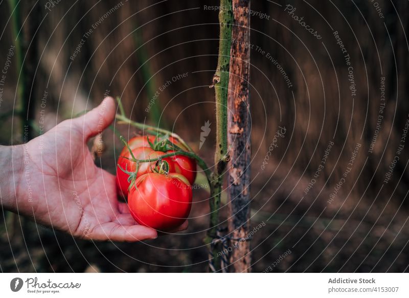 Gärtner erntet Bio-Tomaten im Sommergarten Ernte pflücken abholen Garten organisch natürlich Landwirt Hand rot reif wachsen Gemüse Pflanze Lebensmittel