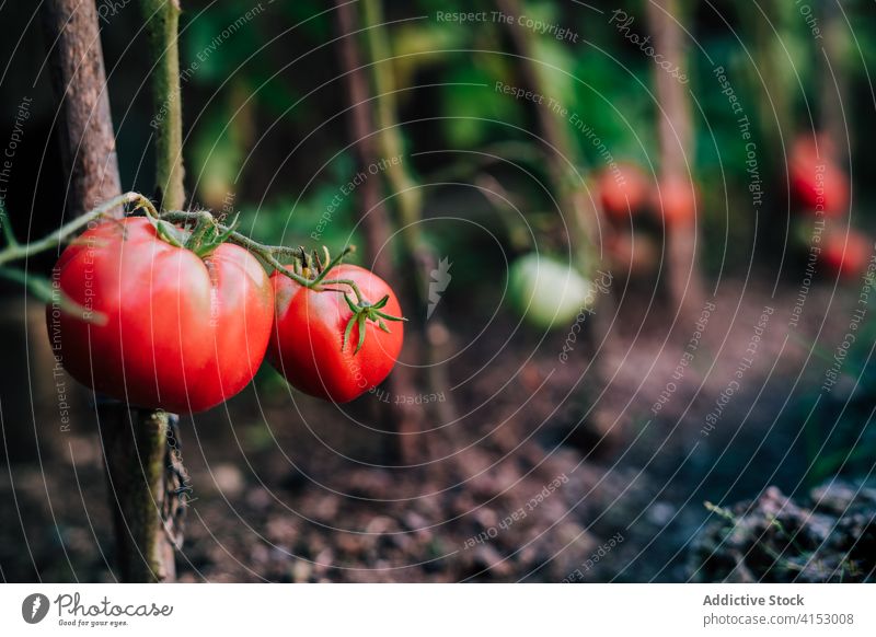 Rote reife Tomaten auf Zweig im Garten Ernte rot Ast wachsen Gemüse organisch natürlich Pflanze Lebensmittel kultivieren Wachstum Saison Sommer Gartenbau