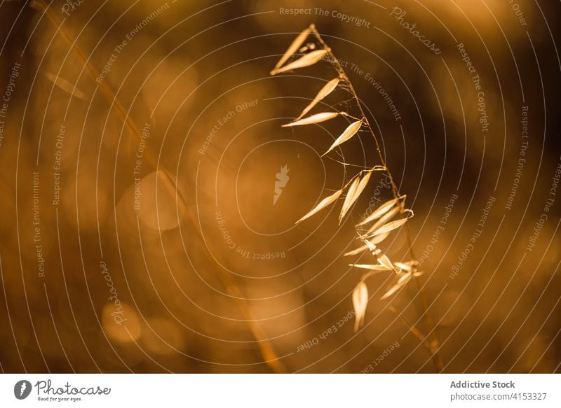 Getreidegras im Sommerfeld Feld Spikelet golden Natur Spitze Gras Müsli Weizen Pflanze wachsen trocknen Saison Umwelt Ackerbau Wachstum Bauernhof Korn Flora