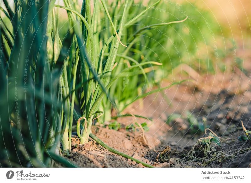 Grüne Zwiebeln wachsen auf dem Gartenbeet grün Ackerbau Ernte Gartenbau organisch Bauernhof natürlich frisch Boden kultivieren Lebensmittel Gemüse Agronomie