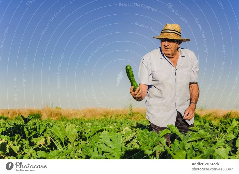 Älterer Mann bei der Ernte auf dem Feld Zucchini Landwirt grün älter Senior frisch abholen pflücken organisch Ackerbau Bauernhof männlich natürlich kultivieren