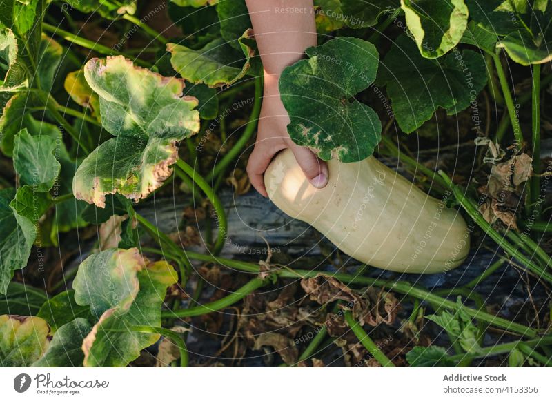 Anonymes Kind pflückt Kürbis im Garten Ernte Squash pflücken reif Gemüse frisch natürlich Hand abholen Feld stolz organisch Ackerbau Bauernhof kultivieren