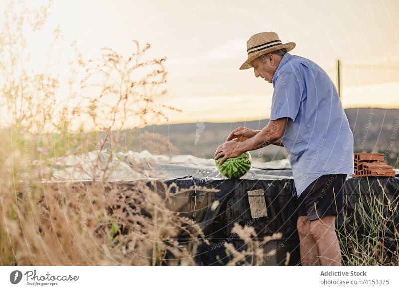 Männlicher Bauer mit frischem Obst auf dem Lande Landwirt älter Dorf Frucht Mann Landschaft Wassermelone reif prüfen männlich Strohhut Hut Sommer Ackerbau