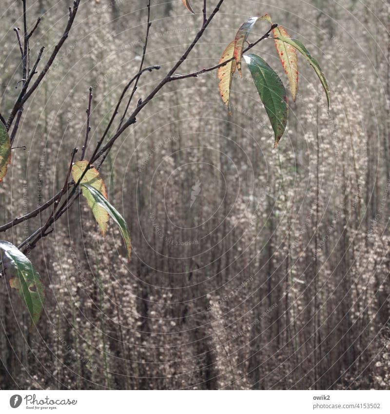 Zweigstelle Zweige Garten filigran zart Nahaufnahme Lebendigkeit Frühling Außenaufnahme Detailaufnahme Makroaufnahme Natur Wachstum Umwelt Duft Pflanze