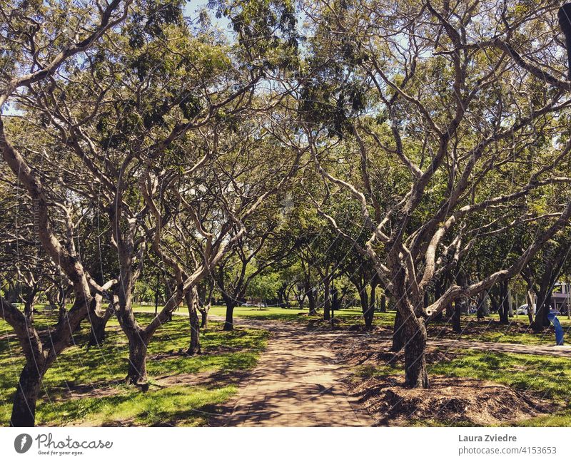 Parken in den Tropen Baum große Bäume Wald Park Spaziergang Natur Weg tropisch Australien Northern Territory Darwin grün Sommer reisen Schneise im Freien