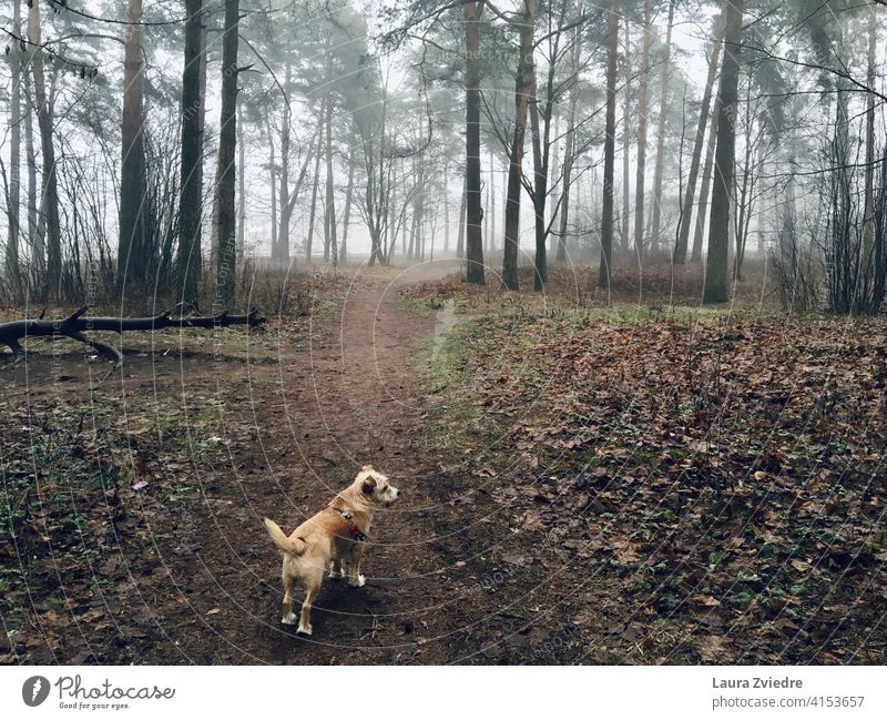 Der Gog auf dem Spaziergang im Wald Hund Hundeauslauf Hundeausführen Gassi gehen Außenaufnahme Farbfoto Haustier Tier Natur laufen Baum Bäume Windstille Umwelt