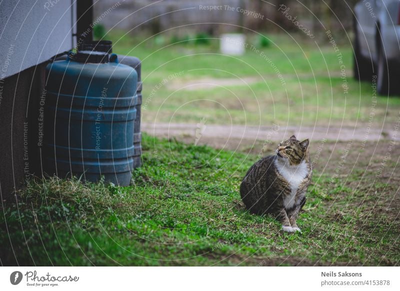 Nachbarskatze Tier Asche Aufmerksamkeit Hintergrund schön Bokeh Katze Nahaufnahme Farbe niedlich Tag heimisch Ohren Auge Fassade Gesicht katzenhaft Stock Fell