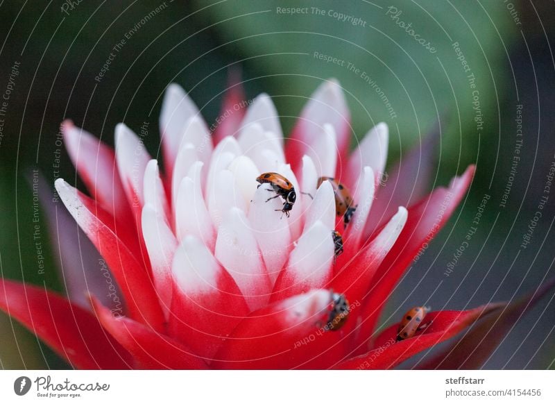 Rote und weiße Bromelienblüte mit einem konvergenten Marienkäfer konvergenter Marienkäfer Wanze Hippodamia convergens Käfer Insekt rot schwarze Punkte