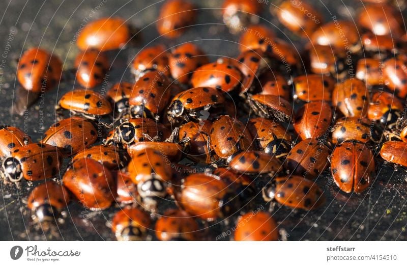 Überwinternder Haufen des Konvergenten Marienkäfers konvergenter Marienkäfer Wanze Hippodamia convergens Käfer Insekt rot schwarze Punkte roter Marienkäfer