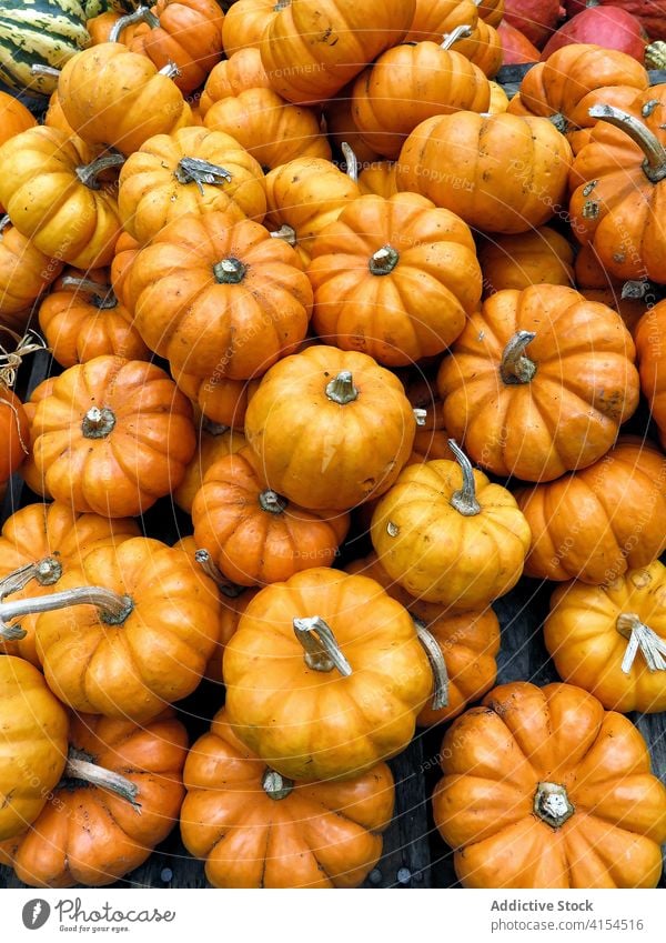 Frische Kürbisse auf dem örtlichen Markt Ernte Haufen lokal Verkaufswagen orange Hintergrund reif Lebensmittelgeschäft Abfertigungsschalter New York State