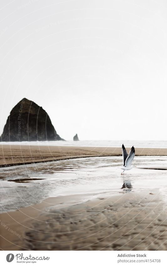 Vogel fliegt über Strand in der Nähe von Meer Fliege MEER wolkig Meereslandschaft erstaunlich Uferlinie Himmel Ornithologie USA Vereinigte Staaten amerika