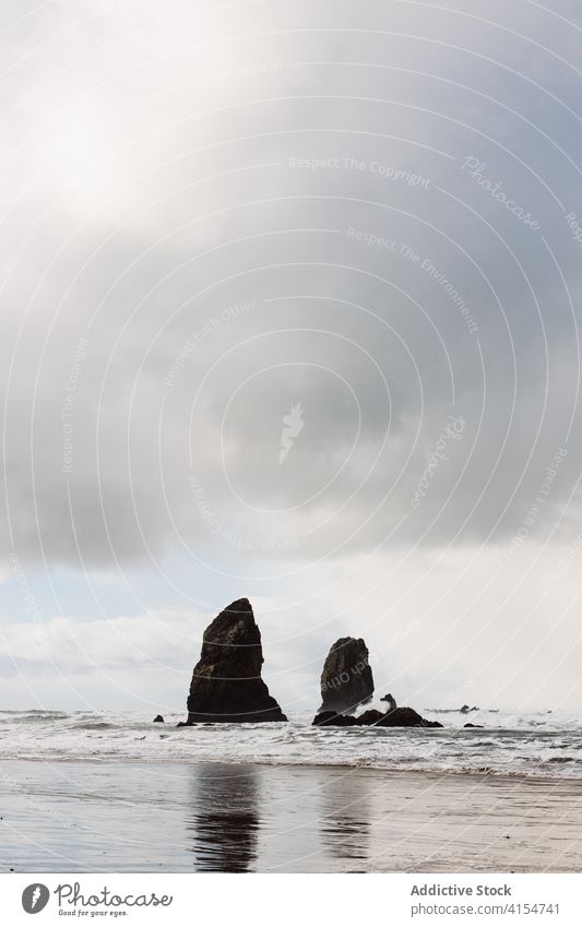 Vogel fliegt über Strand in der Nähe von Meer Fliege MEER wolkig Meereslandschaft erstaunlich Uferlinie Himmel Ornithologie USA Vereinigte Staaten amerika