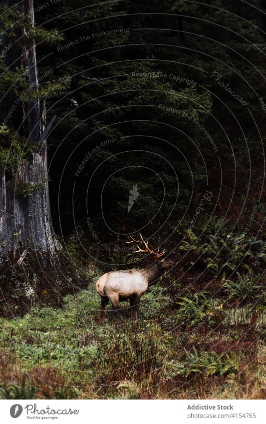 Wilde Hirsche grasen im Wald wild Tier wolkig Wälder weiden Weide Wiese Geweih USA Vereinigte Staaten amerika Natur Tierwelt Fauna Säugetier Gras malerisch