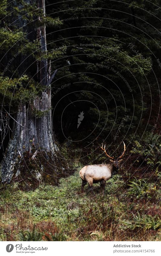 Wilde Hirsche grasen im Wald wild Tier wolkig Wälder weiden Weide Wiese Geweih USA Vereinigte Staaten amerika Natur Tierwelt Fauna Säugetier Gras malerisch