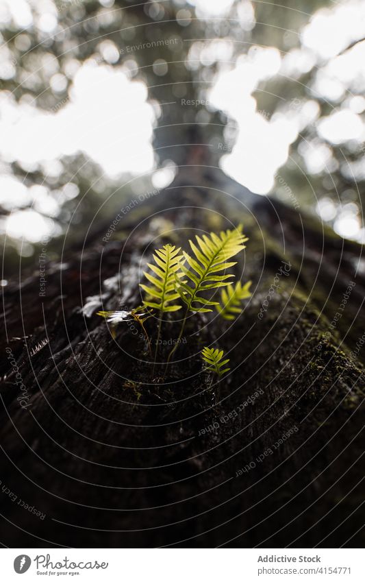 Grüne Blätter am Baumstamm im Wald Kofferraum Rinde Blatt Pflanze Wachstum nass Wälder Natur USA Vereinigte Staaten amerika bedeckt Flora Saison Umwelt