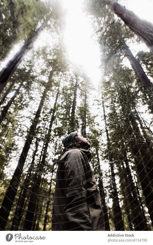 Mann geht in düsterem Wald trist Spaziergang reisen Wälder Baum Kofferraum riesig erkunden männlich USA Vereinigte Staaten amerika Landschaft Natur Reise