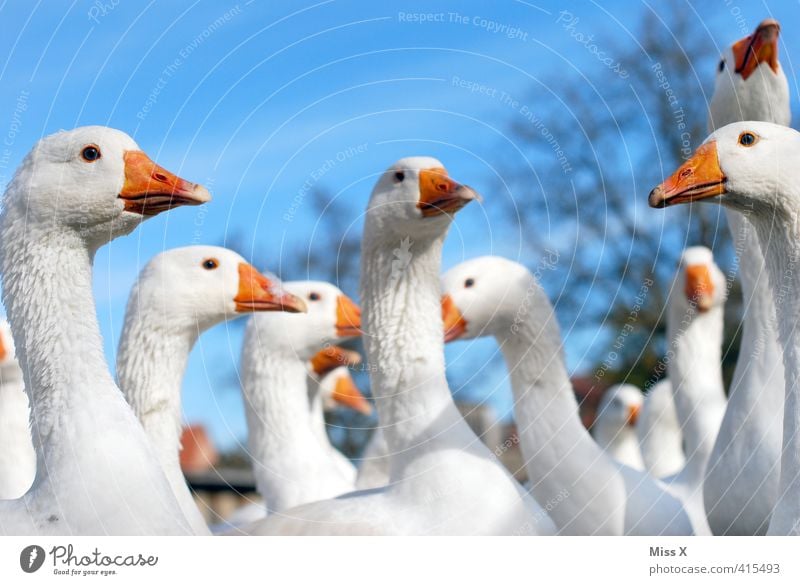 Frauenverein ;-) Tier Nutztier Vogel Tiergruppe Schwarm Kommunizieren Neugier schnattern Schnabel Gackern Gans Ente Gänsemarsch Versammlung sprechen Farbfoto