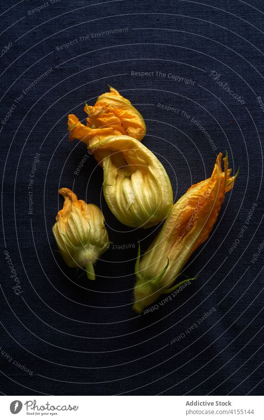 Flachleger mit Zucchiniblüten Blume Squash Gemüse gelb Lebensmittel frisch organisch Diät Vegetarier orange roh Gesundheit Pflanze essbar Blütenknospen