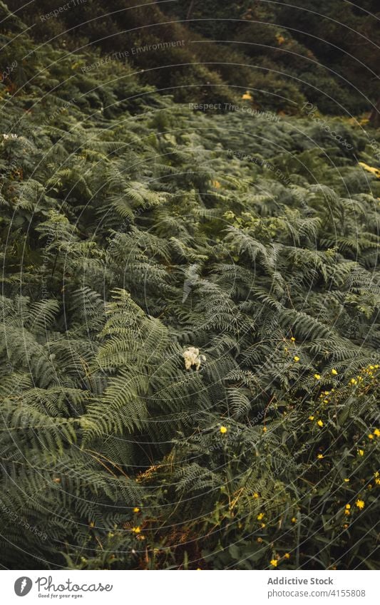 Grüne Farnsträucher und Blumen Wurmfarn Pflanze vegetieren grün Laubwerk wild Natur üppig (Wuchs) Umwelt Wachstum Flora frisch Sommerzeit Landschaft Botanik