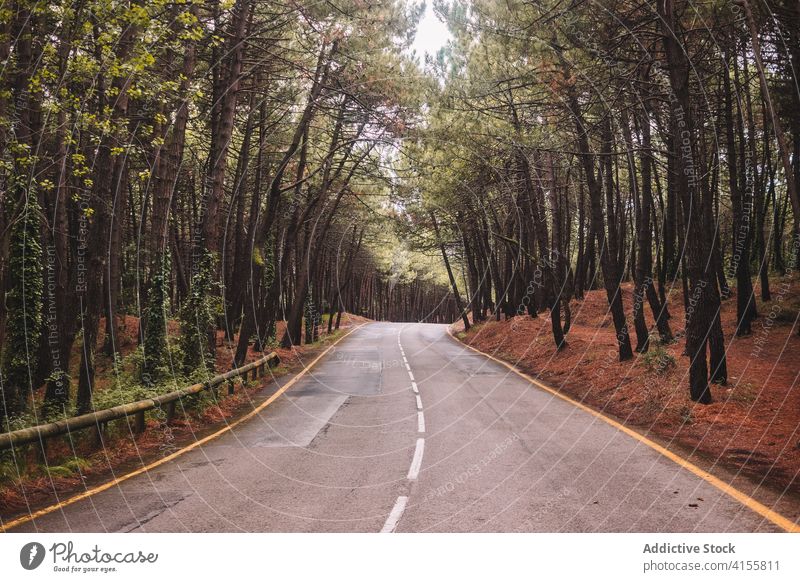 Kurvenreiche Asphaltstraße durch den Wald Straße Baum Natur leer Wind Fahrbahn eng reisen Landschaft Weg Route Umwelt Wälder Ausflugsziel Tourismus Laubwerk