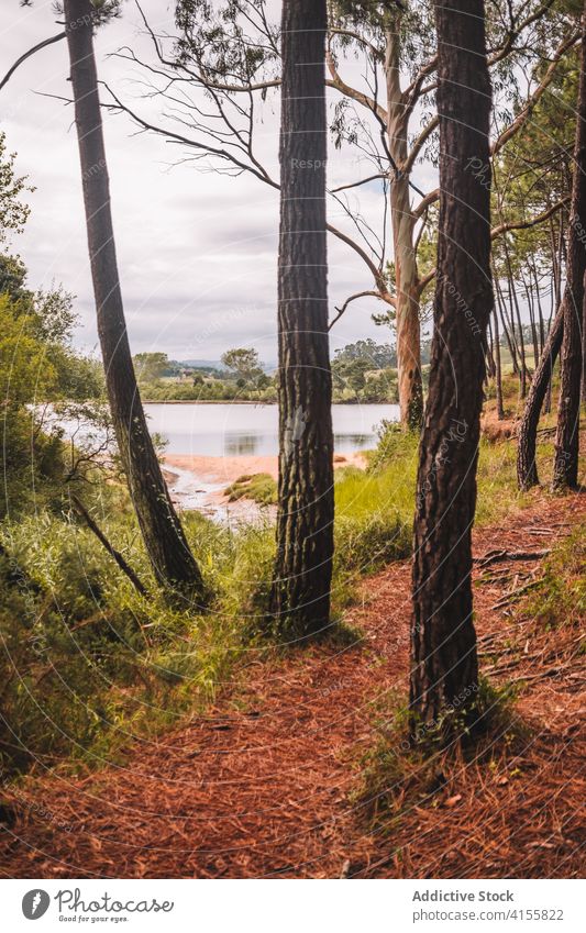 Landschaft mit grünem Nadelwald und hohen Bäumen Wald Weg Nachlauf nadelhaltig See Wälder Sommer Natur Baum Umwelt Waldgebiet Pflanze wild Laubwerk Kiefer leer