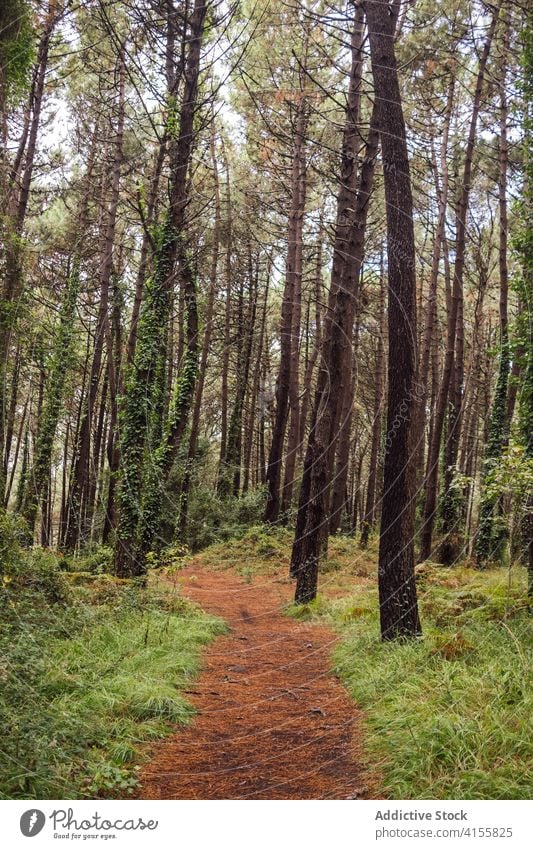 Schmaler Pfad im grünen Wald Weg Nachlauf nadelhaltig Wälder Sommer Natur Landschaft Baum Umwelt Waldgebiet Pflanze wild Laubwerk Kiefer leer Route Flora