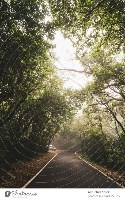 Auto fährt auf einer Straße im Wald PKW Mitfahrgelegenheit Laufwerk einsam Nebel Wälder Fahrbahn Route Teneriffa Spanien Kanarische Insel leer Asphalt Verkehr