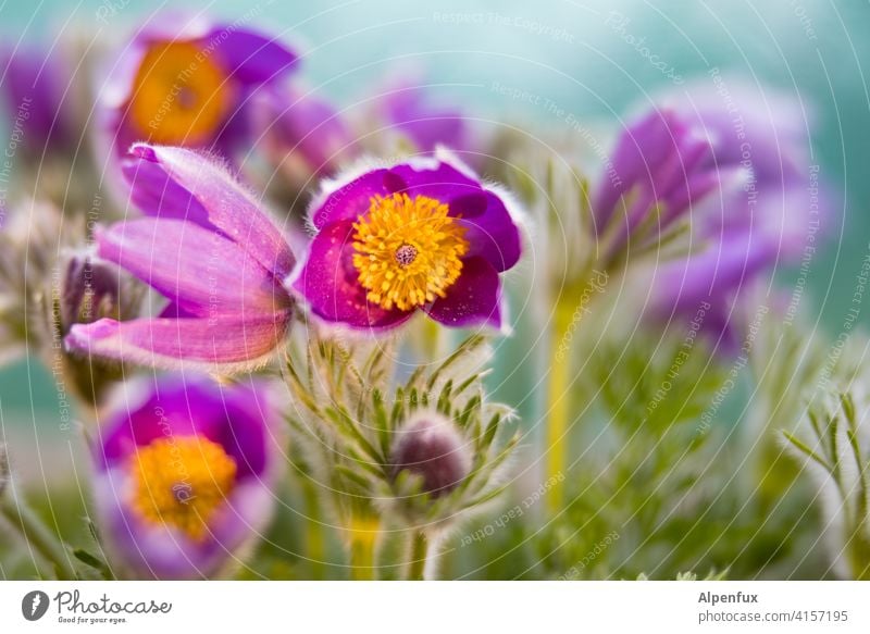 objektiv | lila Blumen Blüte Frühling Pflanze gelb Nahaufnahme Makroaufnahme Blühend weiß Garten Lila Blume lila Blüte violett Natur Farbfoto