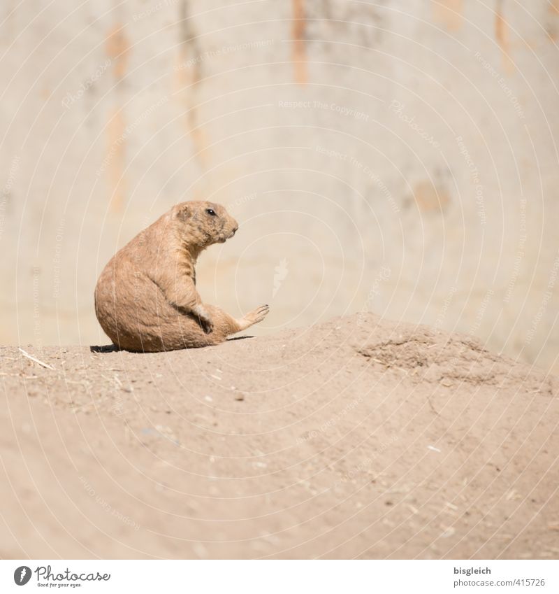 Präriehund IV Zoo Tier Wildtier 1 Blick sitzen braun achtsam Wachsamkeit Gelassenheit geduldig ruhig schön Farbfoto Außenaufnahme Menschenleer