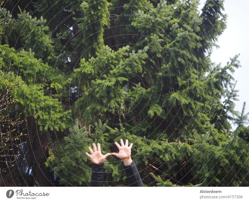 Zwei hochgehobene Arme mit ausgestreckten Händen im unteren Bild mit einer grünen Tanne im Hintergrund Finger Baum Himmel 10 Finger gespreizt Hurra fröhlich