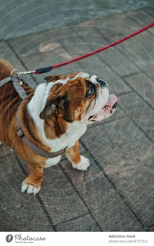 Englische Bulldogge Welpe auf der Straße Hund Haustier Stammbaum züchten Tier heimisch Maul Kopf ausspannen bezaubernd braun niedlich Eckzahn Reinrassig Freund