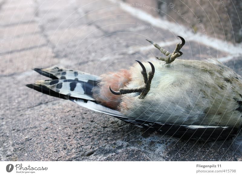 Kältestarre Tier Wildtier Totes Tier Vogel Flügel Krallen 1 ästhetisch kalt Tod Ende Schmerz Traurigkeit Buntspecht liegen Farbfoto Gedeckte Farben