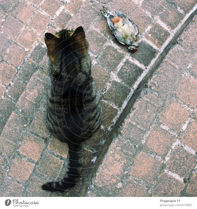 wache Jagd Tier Haustier Wildtier Totes Tier Katze Vogel Flügel Fell 2 beobachten sitzen warten bedrohlich listig Erfolg Macht achtsam Wachsamkeit ruhig Tod