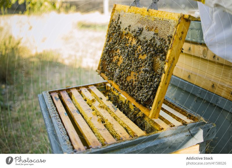 Imker mit Wabe im Bienenstock Liebling abholen Bienenkorb Arbeit Job Garten behüten Uniform Tracht Arbeiter Werkzeug Fähigkeit Ökologie Beruf beschäftigt Wehen