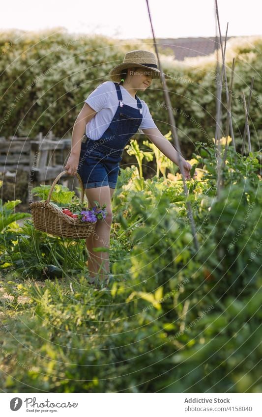 Unbekümmertes Mädchen pflücken Gemüse in härten auf dem Lande Ernte abholen Kind Garten Landschaft reif Weide Korb Saison Dorf Sonnenlicht bezaubernd Natur