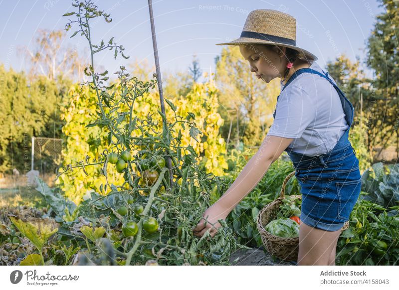 Unbekümmertes Mädchen pflücken Gemüse in härten auf dem Lande Ernte abholen Kind Garten Landschaft reif Weide Korb Saison Dorf Sonnenlicht bezaubernd Natur