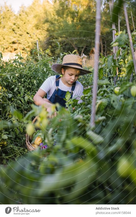 Unbekümmertes Mädchen pflücken Gemüse in härten auf dem Lande Ernte abholen Kind Garten Landschaft reif Weide Korb Saison Dorf Sonnenlicht bezaubernd Natur