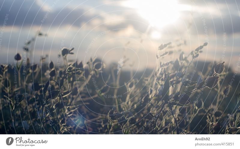 Sommer Natur Landschaft Pflanze Himmel Wolken Sonne Sonnenlicht Schönes Wetter Blume Gras Sträucher Wildpflanze Feld Wärme gelb gold Warmherzigkeit Farbfoto