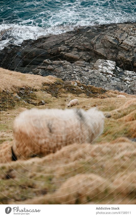 Ruhige Schafe auf einem Hügel auf den Färöer Inseln Berge u. Gebirge Hochland Windstille heimisch Tier sich[Akk] entspannen kalt Winter Saison Färöer-Inseln