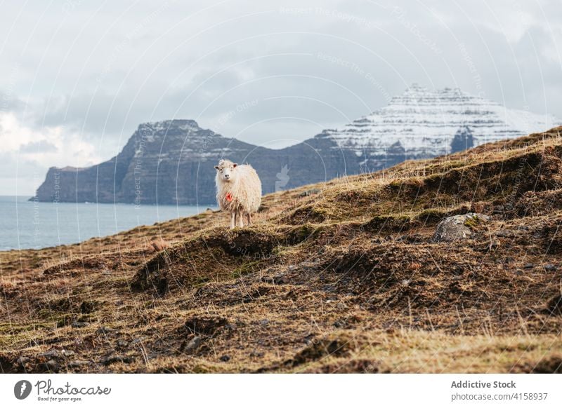 Ruhige Schafe auf einem Hügel auf den Färöer Inseln Berge u. Gebirge Hochland Windstille heimisch Tier sich[Akk] entspannen kalt Winter Saison Färöer-Inseln