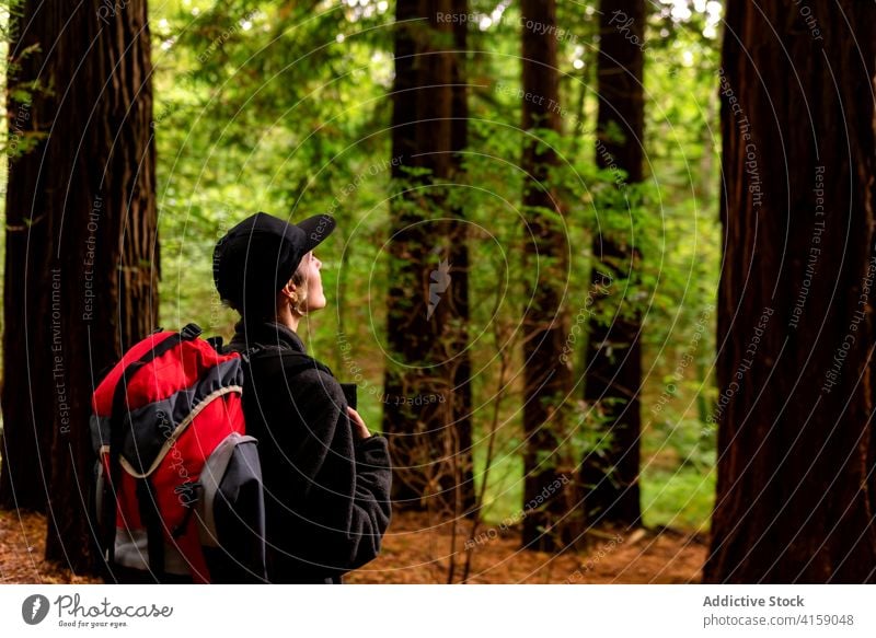 Entzückter Reisender im grünen Wald Wälder Baum Frau groß Sequoia erstaunlich Landschaft natürlich Naturdenkmal der Mammutbäume Kantabrien Spanien Tourist