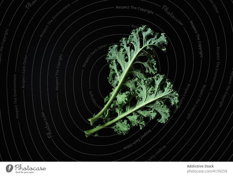 Frischer Bio-Grünkohl Kale Gemüse frisch grün organisch Pflanze Gesundheit Lebensmittel Ackerbau Kohlgewächse Blatt roh lockig Bestandteil Salatbeilage niemand