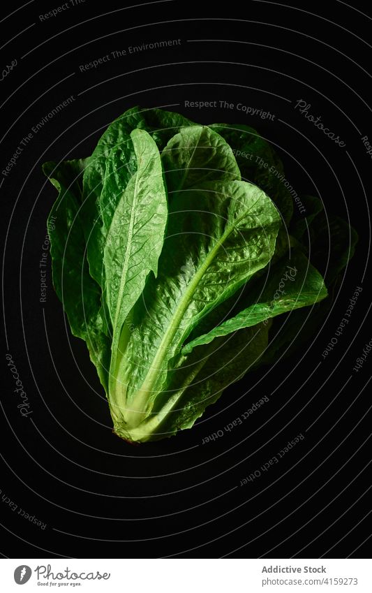 Ein Kopf frischer Römersalat romaine Lebensmittel organisch Bestandteil Gesundheit Salatbeilage Gemüse grün natürlich Vegetarier Blatt roh Pflanze Ackerbau